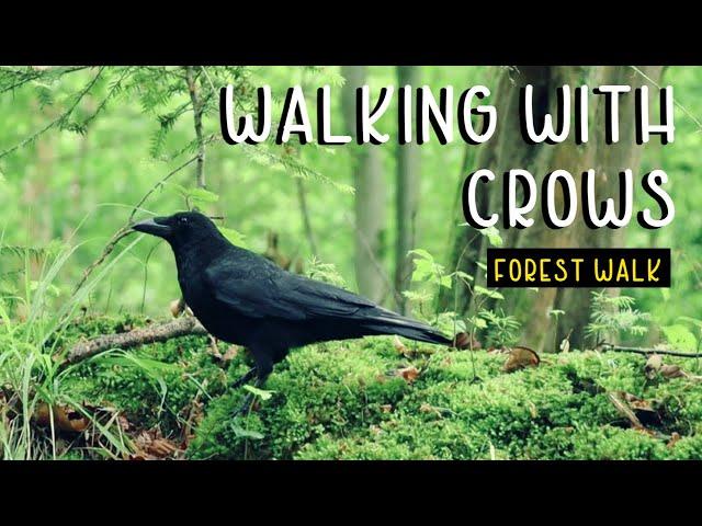 Forest Walk With Crows In Enchanted & Magical Forest 