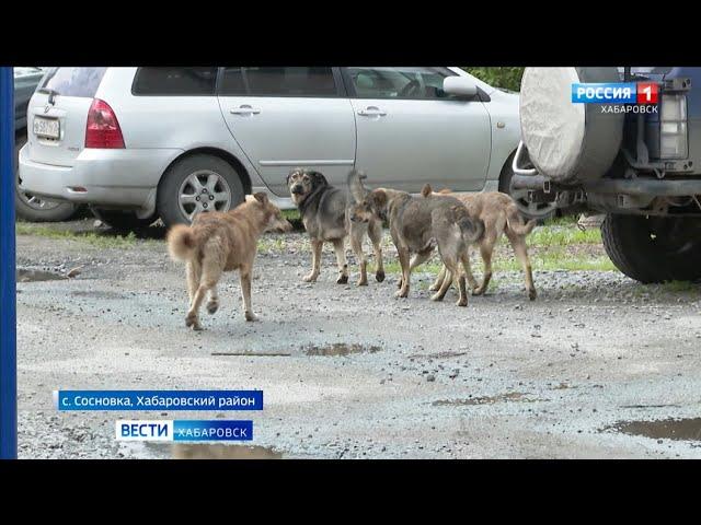 «Страшно, никакого спасения нет»: жители Хабаровского района пожаловались на атаки агрессивных собак