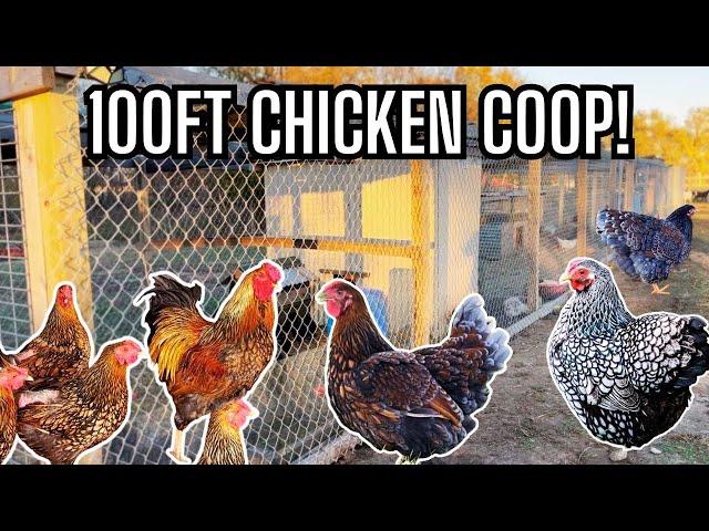 Touring a Farm with Goats, Sheep & 100 Foot Chicken Pen | Hatching All Colored Wyandotte Chickens