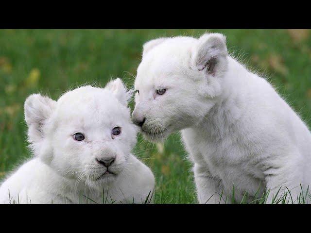 Four White Lion Cubs