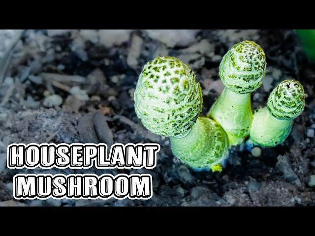 Plantpot Dapperling Mushroom Time Lapse (Flowerpot Parasol)