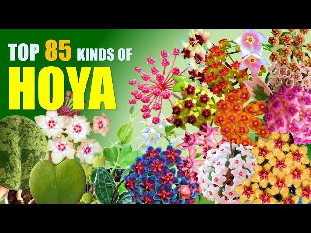 TOP 85 HOYA PLANT VARIETIES!  | HERB STORIES