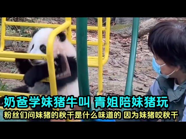 11月23日 妹猪直播cut大文奶爸学妹猪叫，青姐陪妹猪玩#판다 #大熊猫 #panda