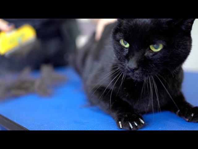 A yellow-eyed black cat with a beautiful voice. Don't be afraid! ️️