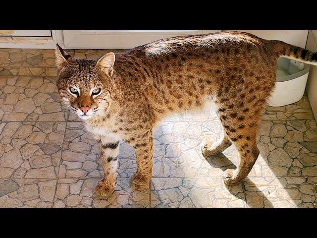 BOBCAT RUFUS IS AFFECTIONATE AGAIN / Martin the lynx was stung by a wasp