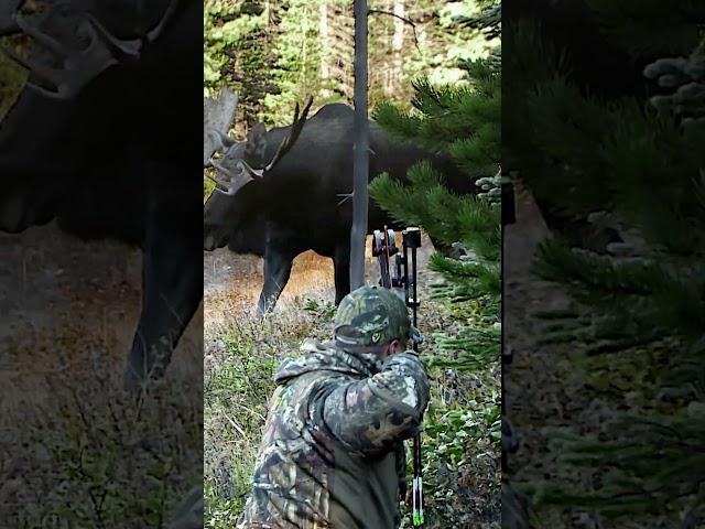 A bull moose grunting with every step is one of those sounds you'll never forget! #bowhunting #moose