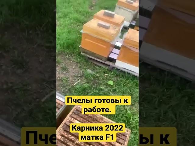 Пчелиные семьи на высадку. kaiga.ru/bee #обучениепчеловодству #bee