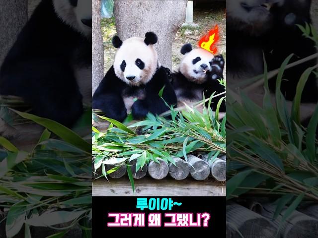 Louis, why did you do that?#LouisBao #AiBao #Huibao