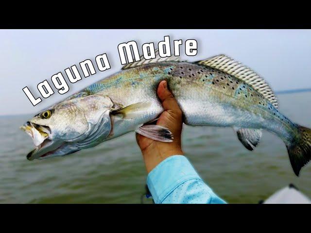 BIG Speckled Trout on Topwater on the Laguna Madre!!