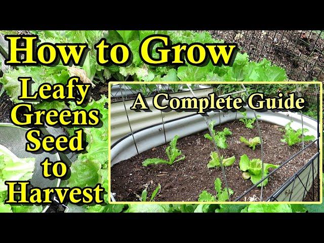 How to Grow Lettuce, Spinach, & Other Leafy Greens in the Spring, Summer, & Fall (Seed to Harvest)