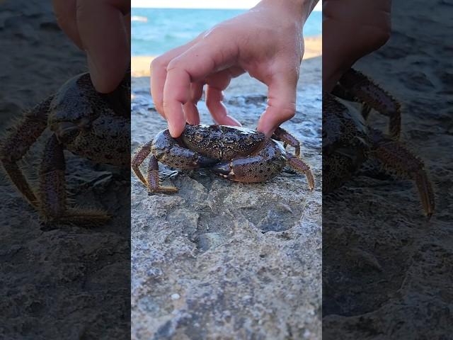 Каменный краб Чёрного моря.Eriphia verrucosa. Eriphiidae. Eriphia spinifrons. Жители моря.  Крабик