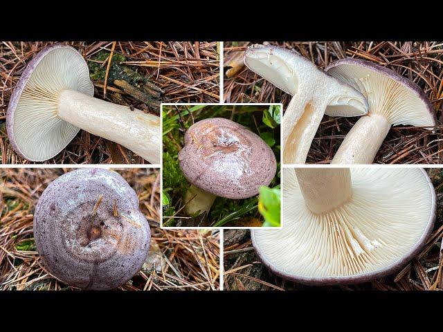 Nordischer Milchling, Nordischer Reizker, Blaureizker, Nordmilchling, Lactarius trivialis | Portrait