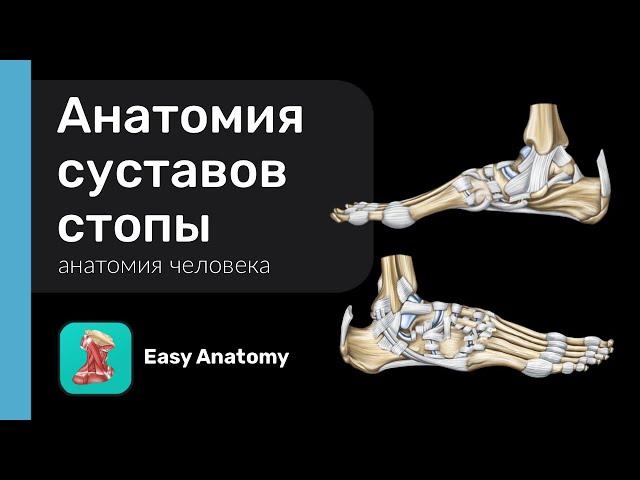 Анатомия суставов стопы |  Суставы плюсны и фаланг пальцев