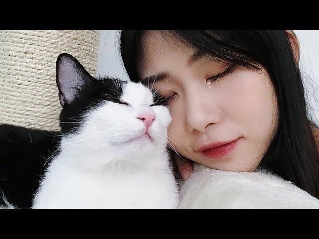 Absence makes the heart grow fonder between my cats and me | SanHua Cat Live