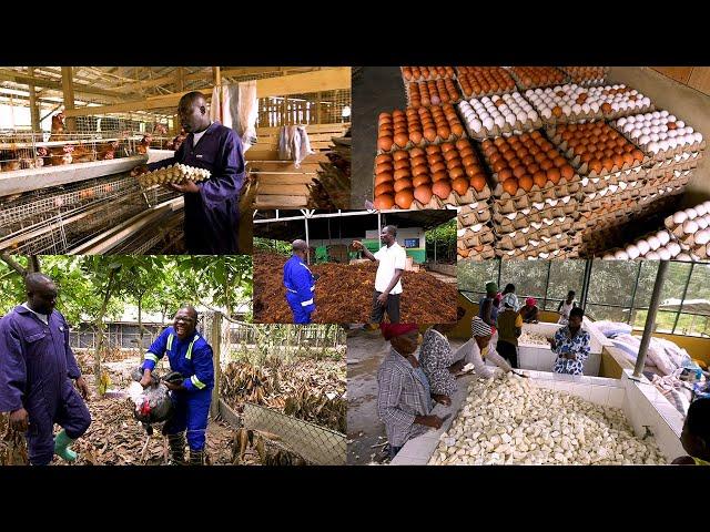 FULL VIDEO OF POULTARY FARM, GARI FACTORY & ORGANIC FERTILIZER PROCESSING IN CENTRAL REGION