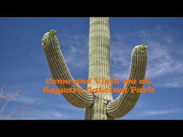 Saguaro National Park Highlights