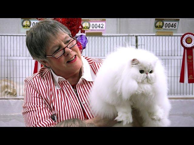 Pam Bassett's longhair kitten final at the 2015 CFA International