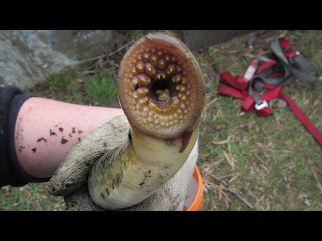 10 Most Dangerous Fish in the World