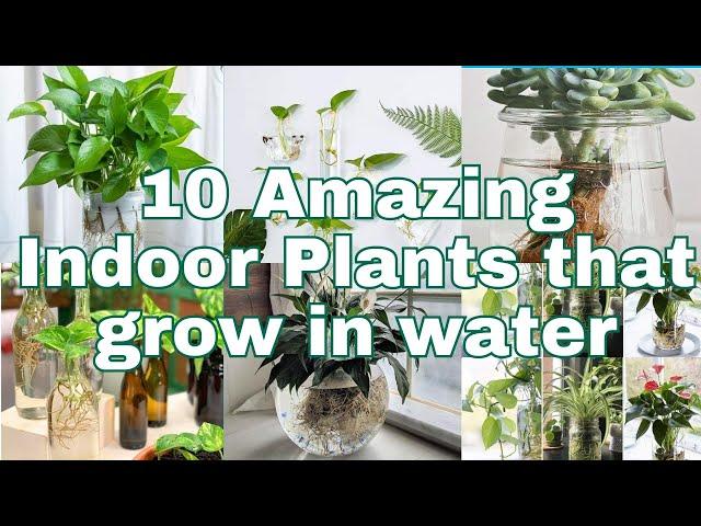 10 Amazing Indoor Plants that grow in water in glass Jar or vase