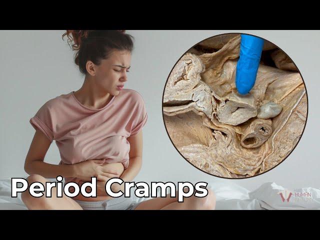 Why Men Can't Experience Period Cramps & Why They Are So Painful