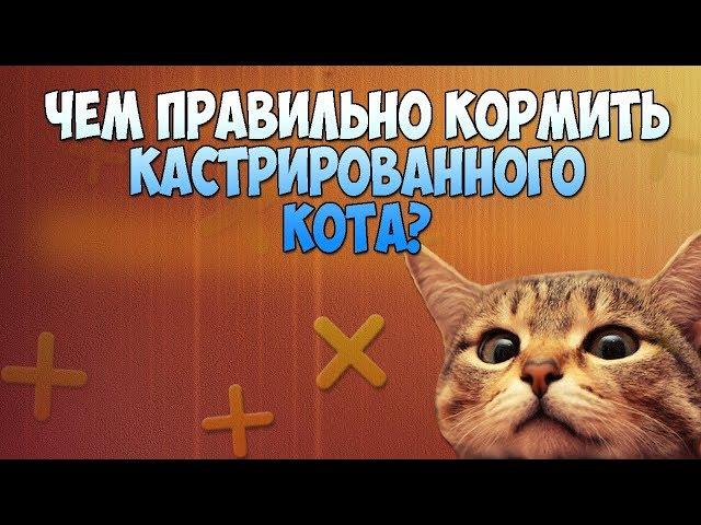 ВЕРНАЯ ДИЕТА ДЛЯ КАСТРИРОВАННОГО КОТА! НЕ ДОПУСТИТЕ ОЖИРЕНИЕ!