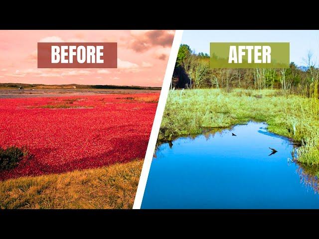 How Massachusetts is Restoring Cranberry Bogs | Happy Earth News #2