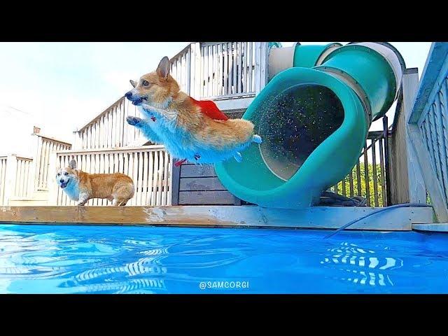 Water Slide Loving Corgi / 웰시코기 사샤는 슬라이드를 좋아해 - SAMCORGI