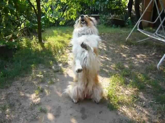 Rough collie tricks II. - Jessie