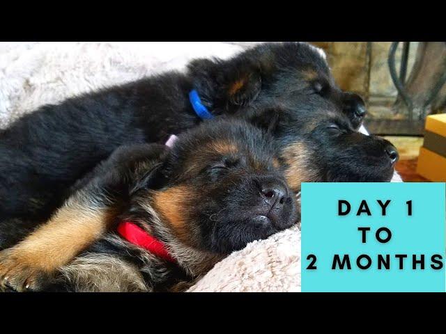 German Shepherd Puppies Growing Up- Birth to 8 Weeks