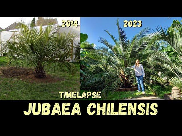 10 Years Timelapse of my Jubaea chilensis @ Belgium