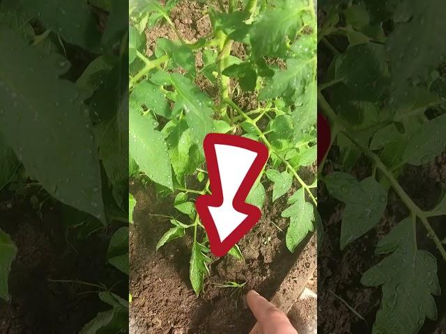 НЕ ПОЛИВАЙТЕ ТОМАТЫ ПОКА НЕ ПОСМОТРИТЕ ЭТО ВИДЕО / КАК ПОЛИВАТЬ ТОМАТЫ В ТЕПЛИЦЕ