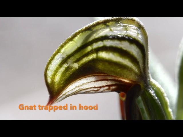 Greenhood Orchid Pollination