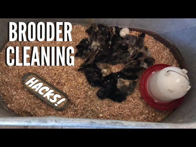 Easy Chicken Brooder Cleaning Hacks