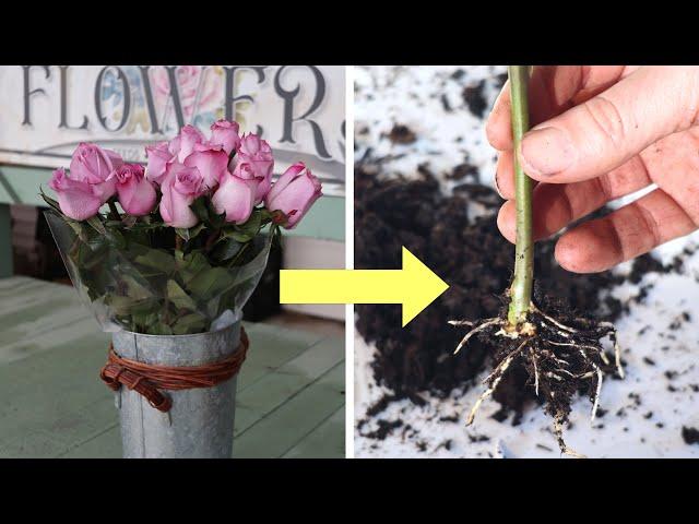 Propagate Roses from a Bouquet