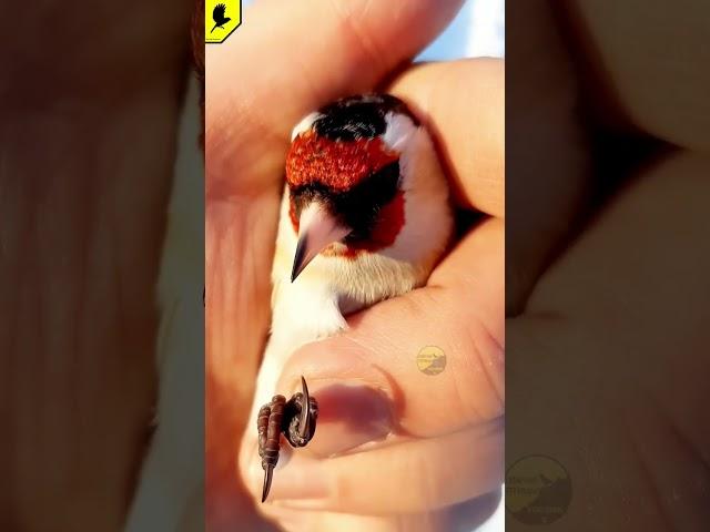 Goldfinch #carduelis #bird #Птицащегол #птичка #catchingbirds #şaka #kokil #2023 #cardellino