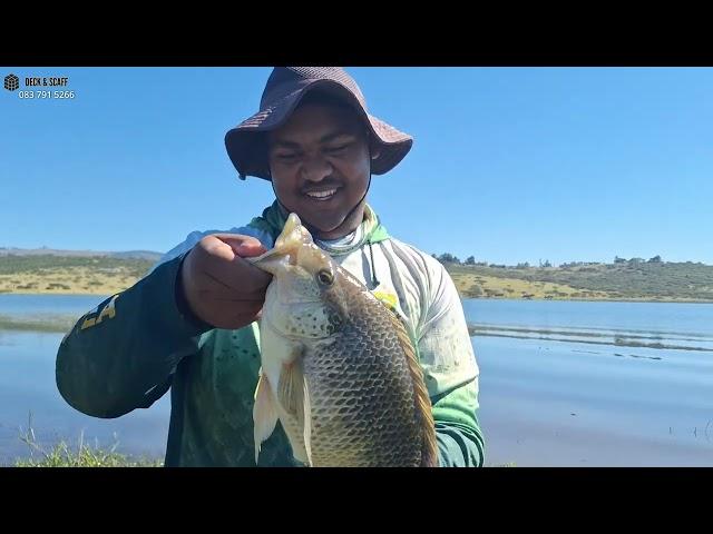 Massive Tilapia and Carp at Pelican Bay, Albertfalls Dam