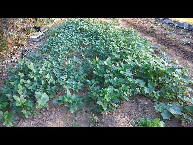 Fall 2019 Main Garden- Planting Zone 7a