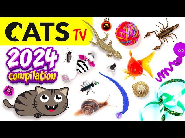CAT TV  2024 Ultimate Compilation  Best games for cats in 4K