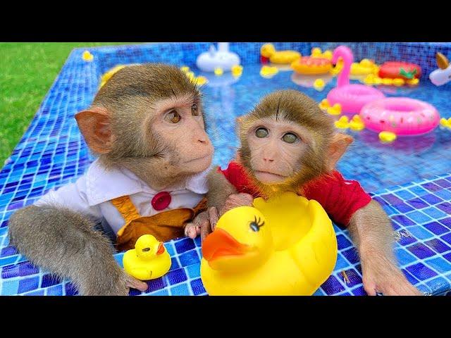 LIVE  Monkey Bim Bim Bathing In The Bathroom With Eating Fruit With Ducklings Side Swimming Pool