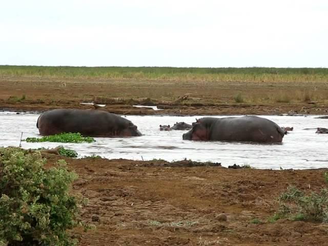 A Hippo's Big Mouth