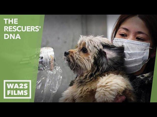 Dog Lovers Brave Japan Nuclear Radiation Zones to Save Abandoned Pet Dogs and Cats: The Rescuers DNA