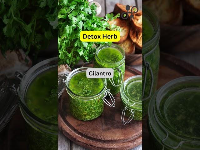 Cilantro | Detox Herb #viralshorts #cilantro #detoxherb #healthyeating