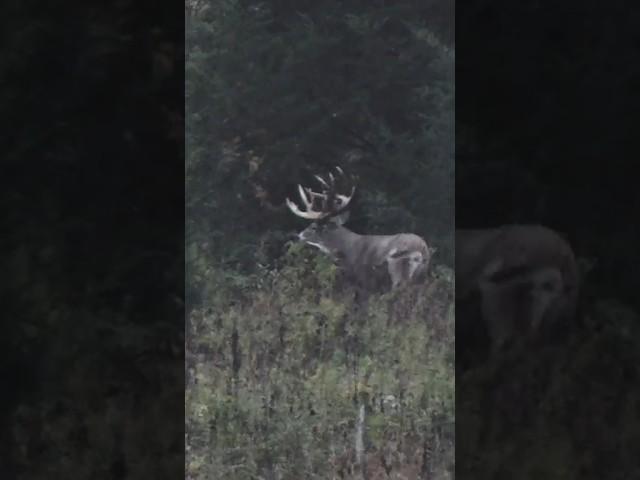 Biggest Buck We’ve Ever Filmed, Free Range 250”+ Deer #shorts #hunting #deerhunting