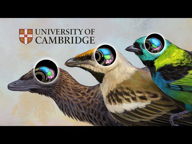 Rosetta Stone of Bird Brain Evolution | #CambridgeResearch