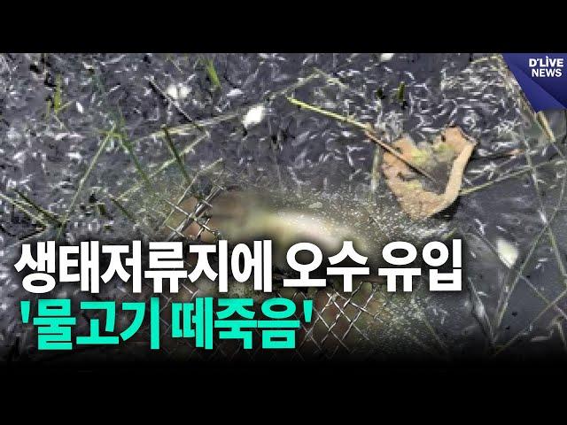 생태저류지에 오수 유입…'물고기 떼죽음' [구로] 딜라이브 뉴스