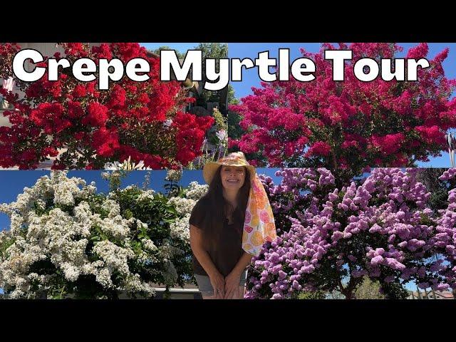 Crepe Myrtle Tree TOUR - Massive Blooms & Color!