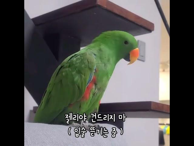 [지구젤리] 사람 괴롭히는 앵무새 / 앵무새를 보고 앵무새가 하는 말 / what a parrot says to a parrot / #shorts