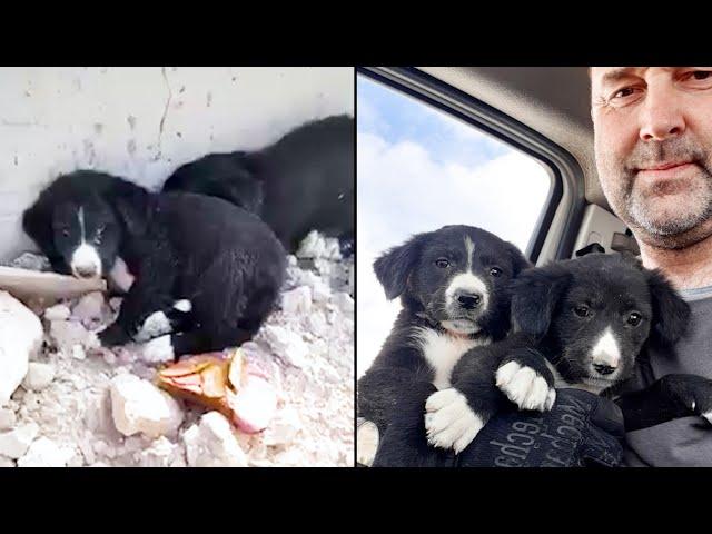 Little puppies at the construction site. Puppies have been waiting for help for several days.