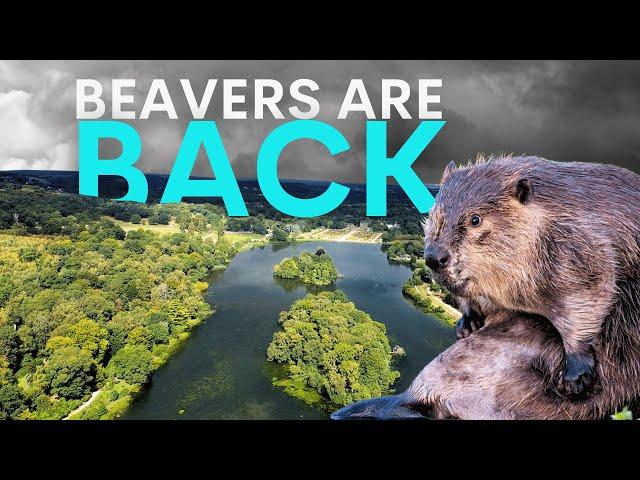 How Beavers are Rapidly Reviving a British Estate