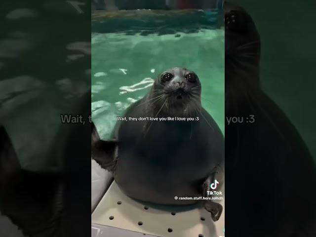 credits in vid (tt watermark) #seal #love #map #fypシ゚viral